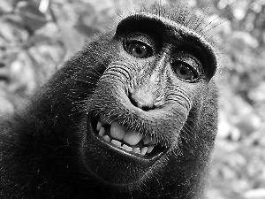 动保组织诉摄影师占有猴子自拍照 称侵犯知识产权